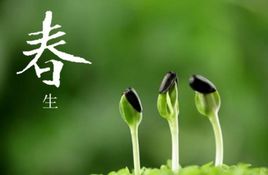 春天的声音:飞燕