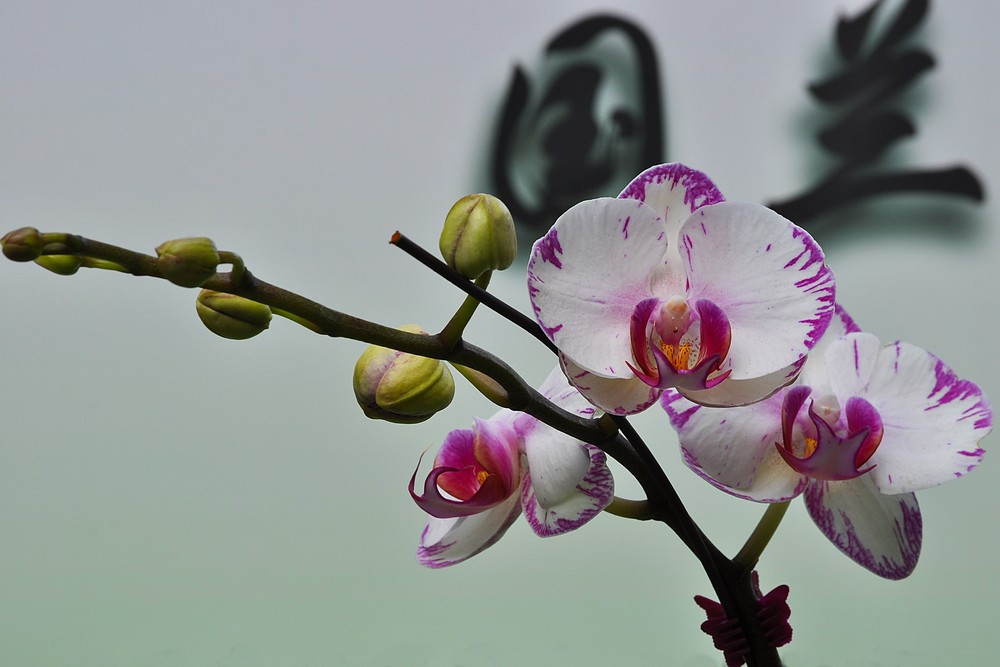 要把余生过成花（吕翠臣）