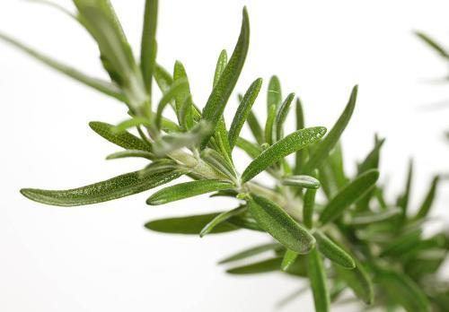 老屋是一味药(云树)