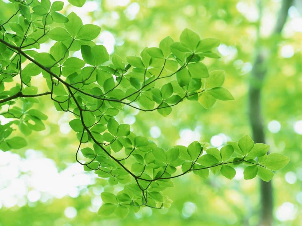 年的春天（梁芳）