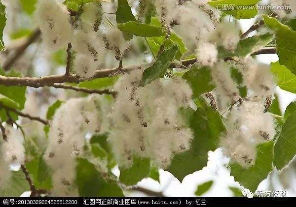罪魁祸首一一绒球  (黄兴洲)
