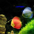 一路芬芳