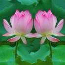 出水芙蓉