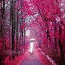 桜子