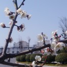 绿映红