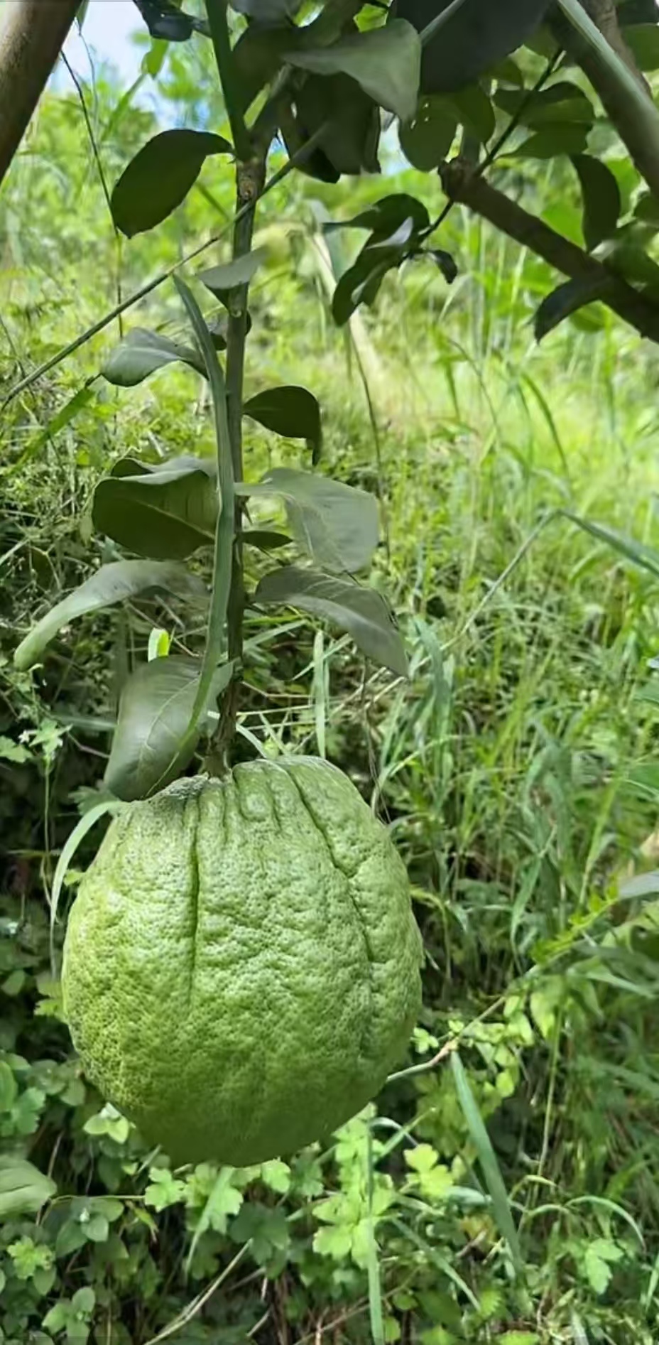 秋，别太美