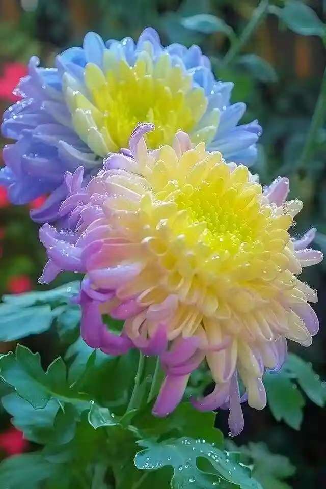 秋菊