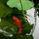 隆冬之春的头像